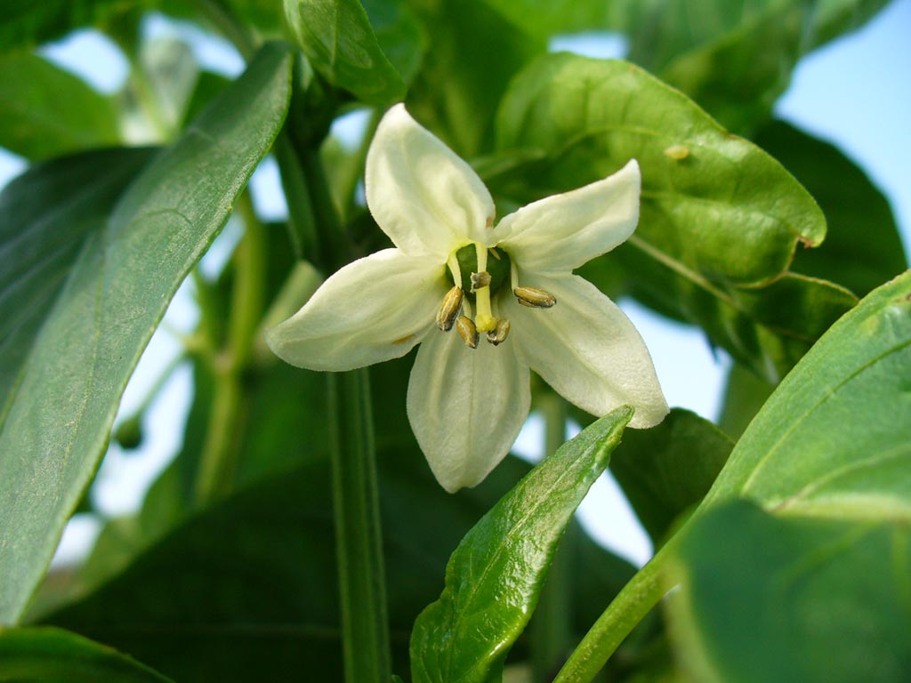 fleur-de-piment-despelette – Jardin Pratique