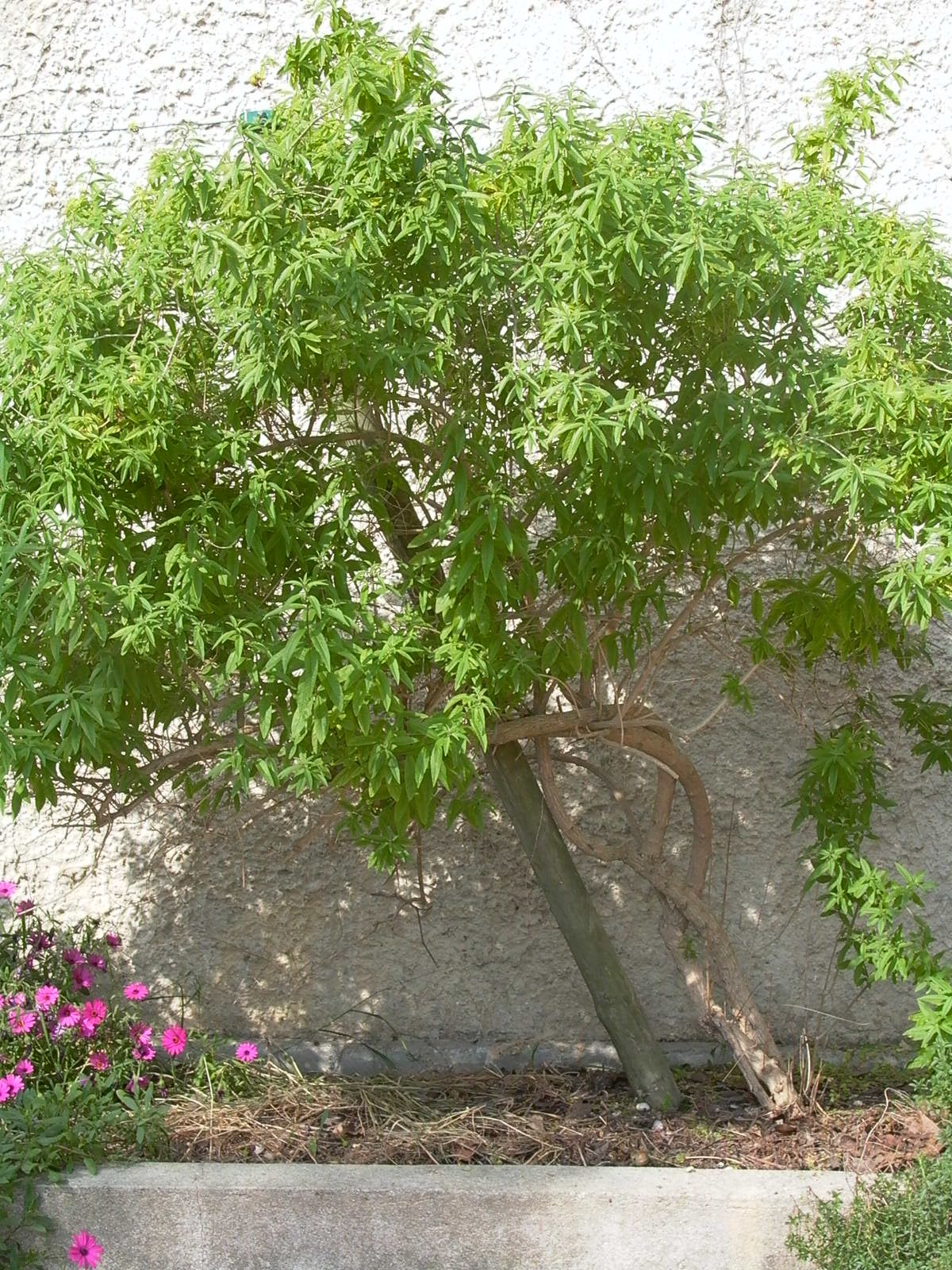 La verveine citronnelle, du potager au jardin d'ornement - Centre