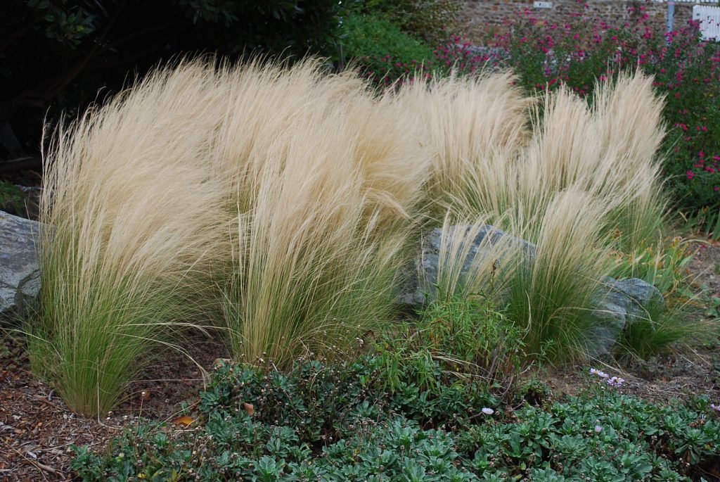 Réussir la plantation d’une stipa tenuissima – jardin pratique